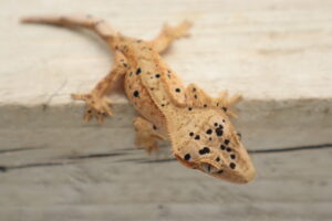 A brown lizard with black spots is sitting on the ground.