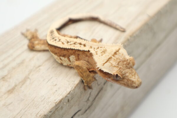 A lizard is sitting on the ground and looking at something.