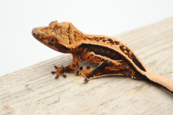 A brown and black lizard sitting on top of a wooden surface.