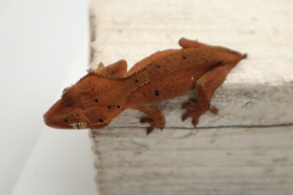 A brown lizard is sitting on top of a wooden ledge.