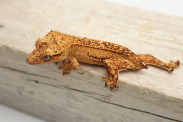 A close up of a lizard on top of a wooden surface