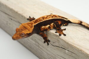A brown and yellow crested gecko sitting on top of a wooden board.