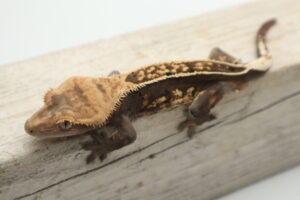 A close up of a lizard on a wooden surface