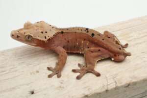 A brown lizard with black spots on it's body.