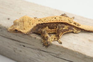 A brown and yellow lizard is sitting on the wood