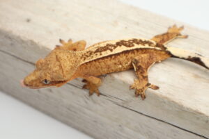 A brown lizard is sitting on top of a wooden board.