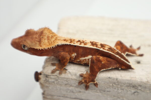 A brown lizard is sitting on top of a piece of wood.