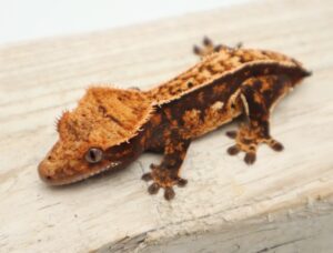 A brown and orange gecko is sitting on the ground.