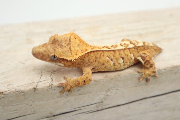 A close up of a lizard on the ground