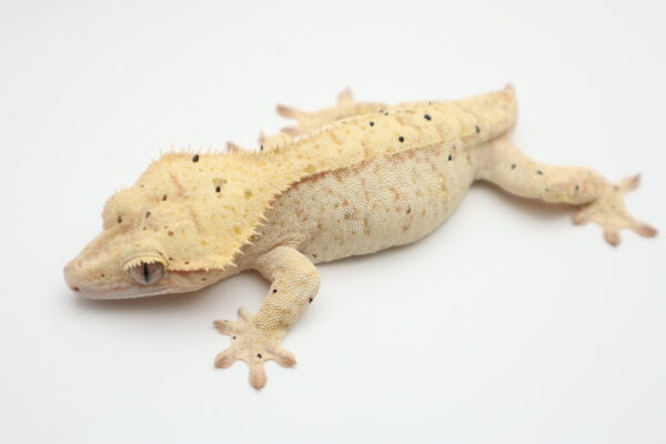 A lizard is laying down on the ground.