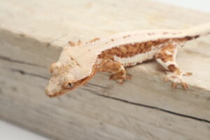 A close up of a lizard on top of a wooden surface.