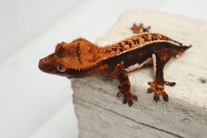 A close up of a gecko on some bricks