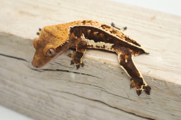 A brown and yellow lizard is sitting on the wood