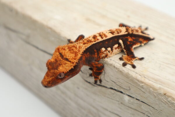 A close up of a gecko on the side of a wall