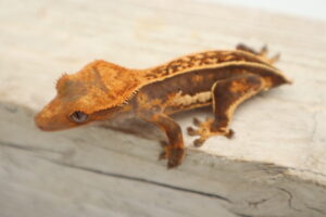 A brown and orange lizard is sitting on the ground.