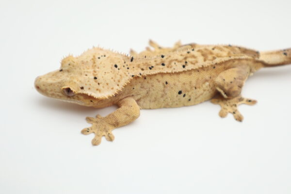 A close up of a lizard on a white surface