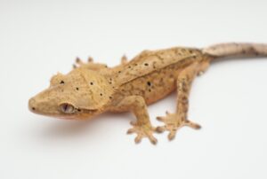 A close up of a lizard on a white background