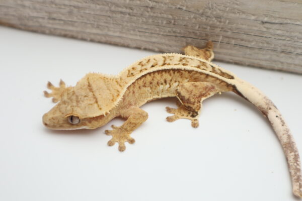 A gecko is sitting on the ground next to a wooden wall.