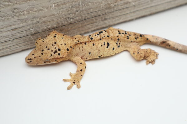 A close up of a gecko on the ground