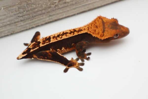 A brown and black gecko is sitting on the ground.