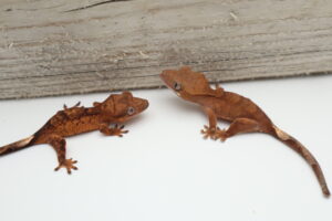 Two small lizards are sitting next to each other.