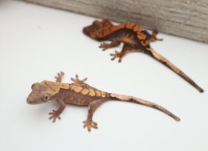 Two brown lizards are sitting on a table.