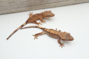Two brown lizards are sitting on a table.