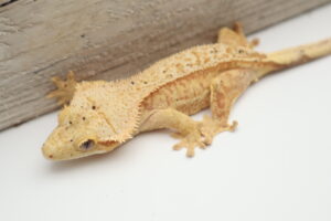 A close up of a gecko on the ground