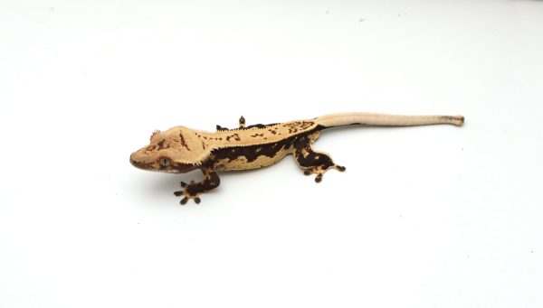 Cream Pinstripe White Wall Soft Scale (Male)