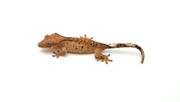 Ink Spot Dalmatian (Probable Female)