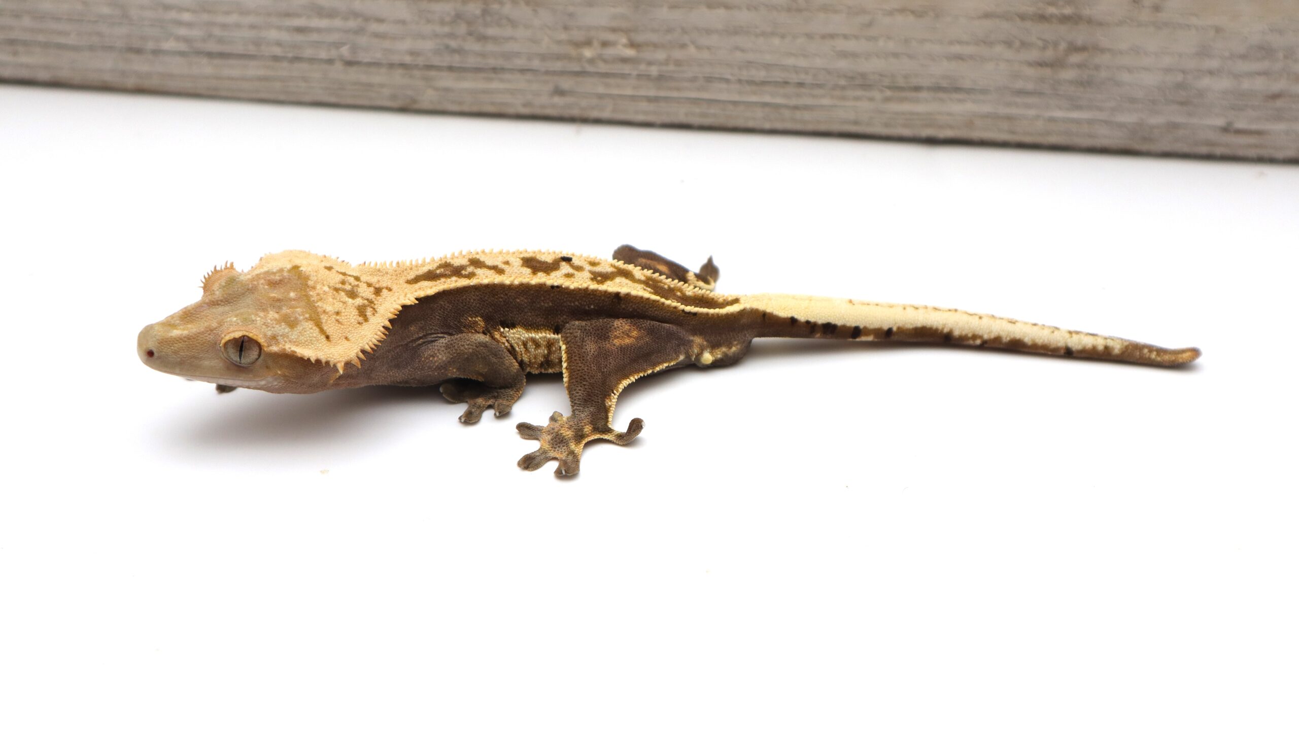 Crowned Dark Base Pinstripe Empty Back White Out Soft Scale (Adult Male)