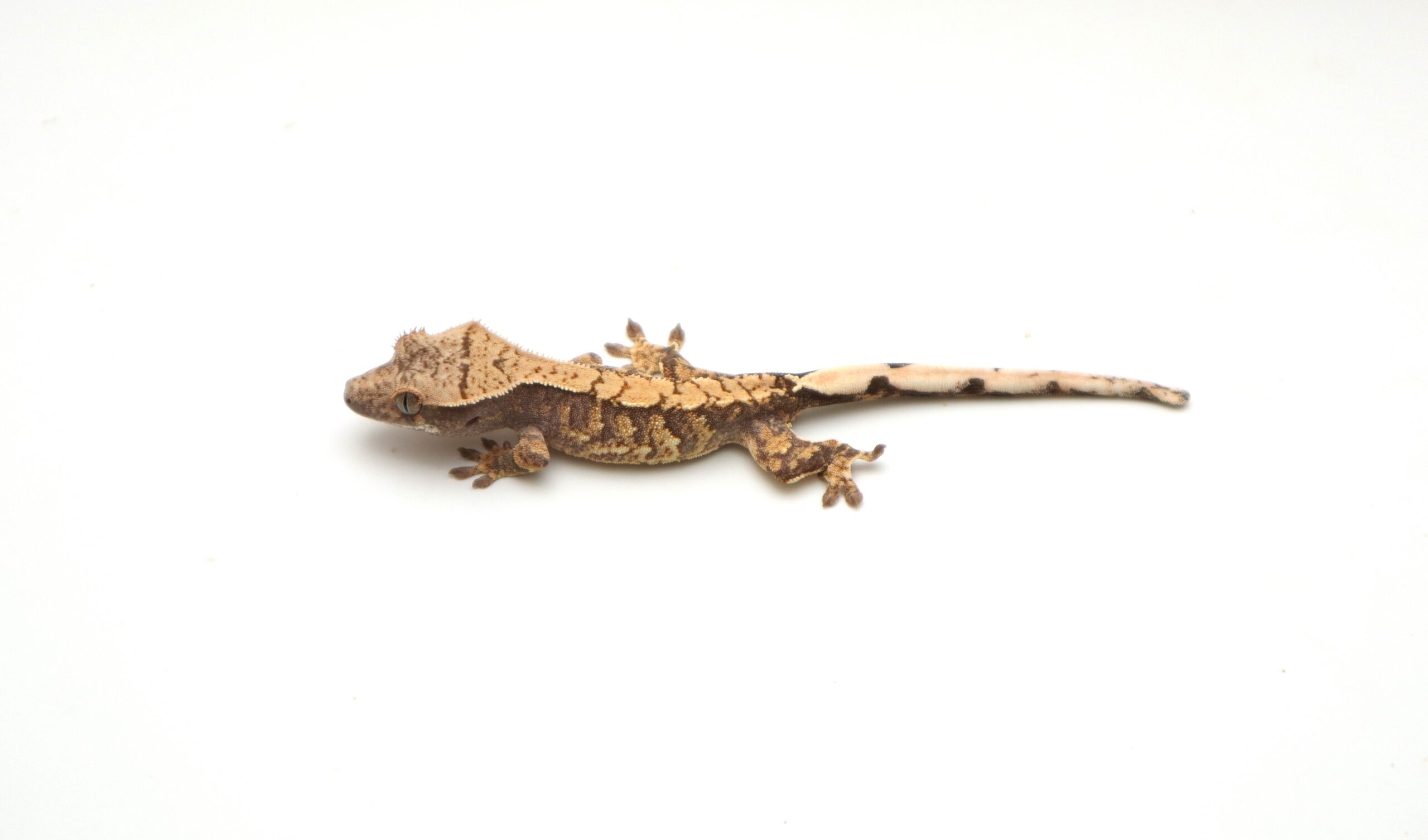 Lavender Extreme Harlequin Soft Scale (Probable Male)