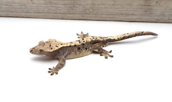 Patterned Ink Spot Dalmatian (Adult Male)