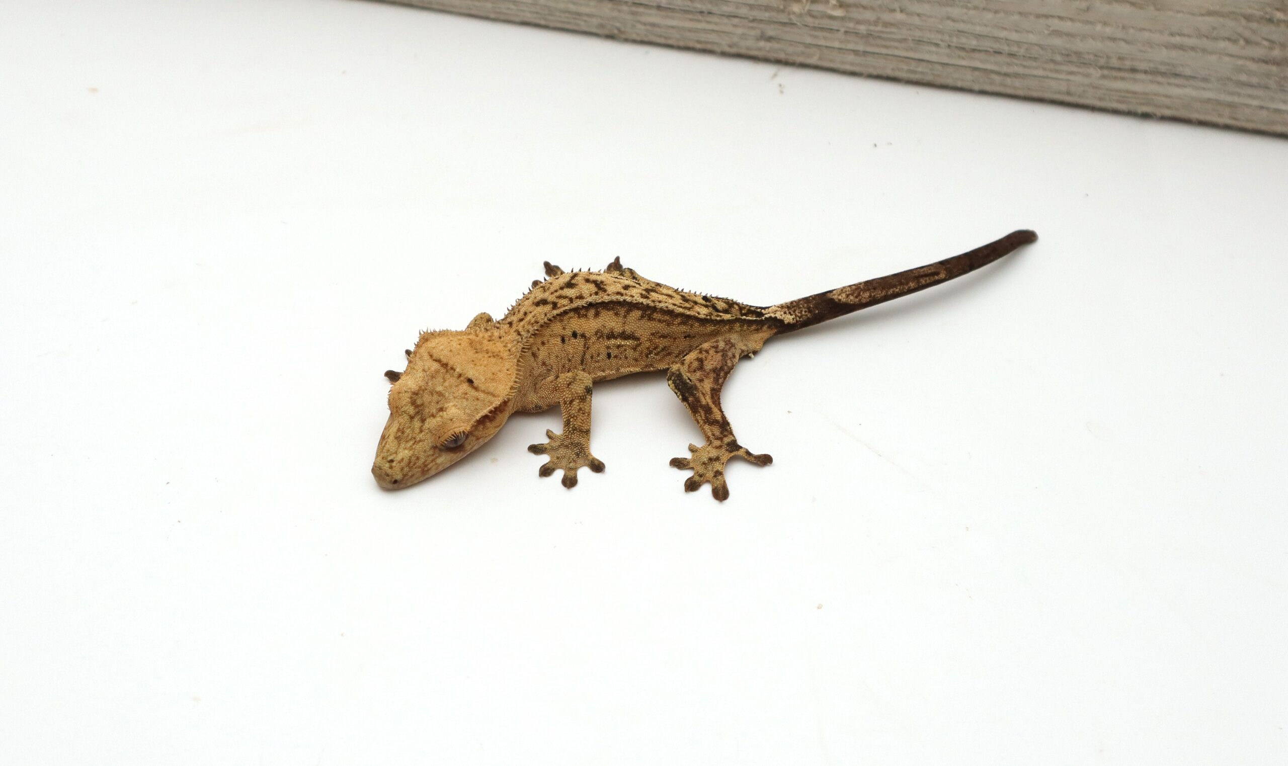 Dark Yellow Phantom (Male)