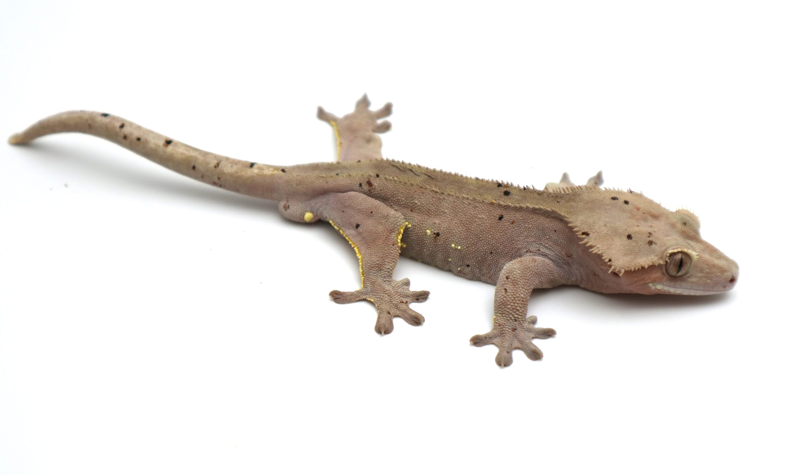 Red Dalmatian (Adult Male)