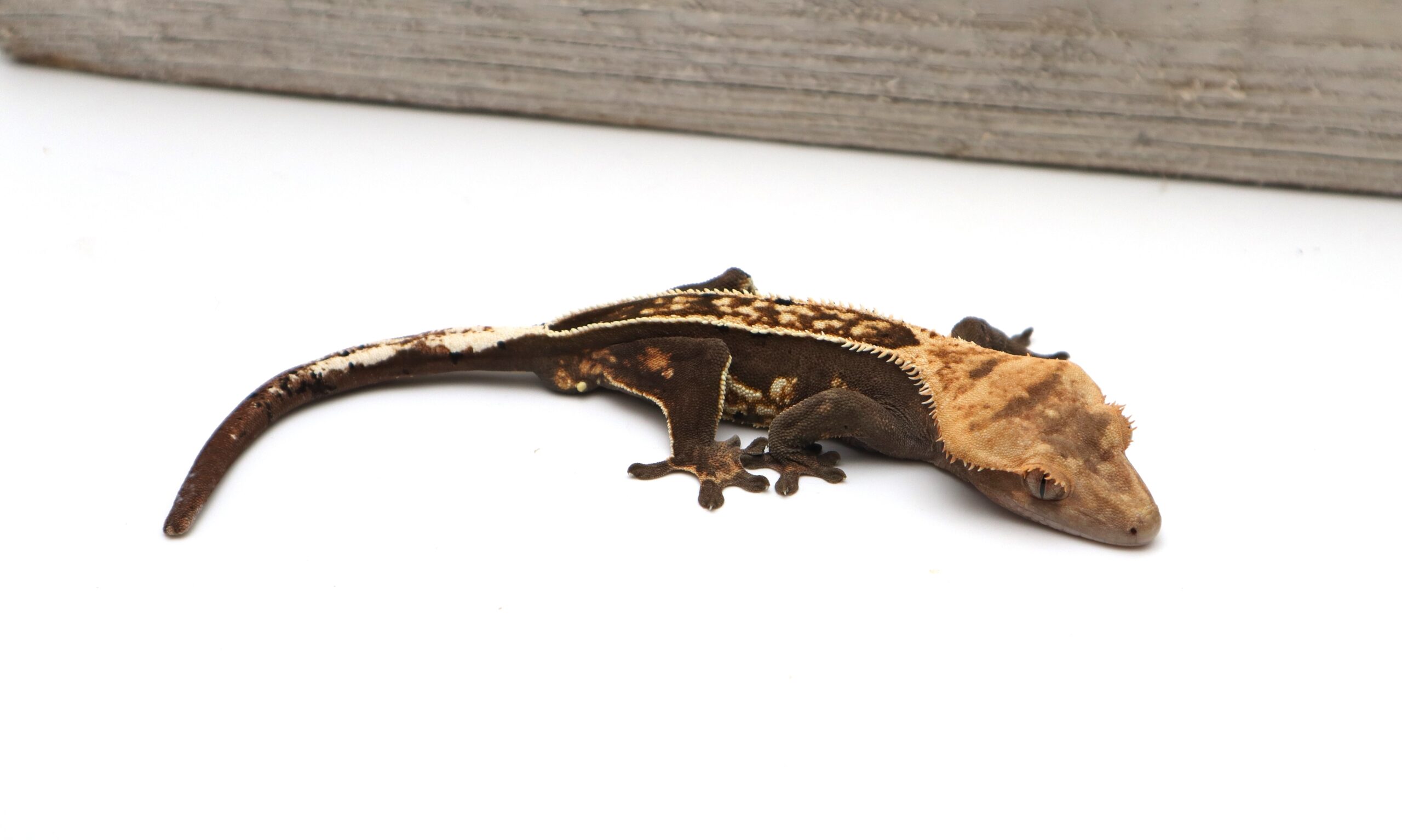 Pinstripe Empty Back White Out Soft Scale (Adult Male)