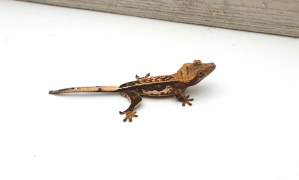 Tricolor Pinstripe White Wall (Male)