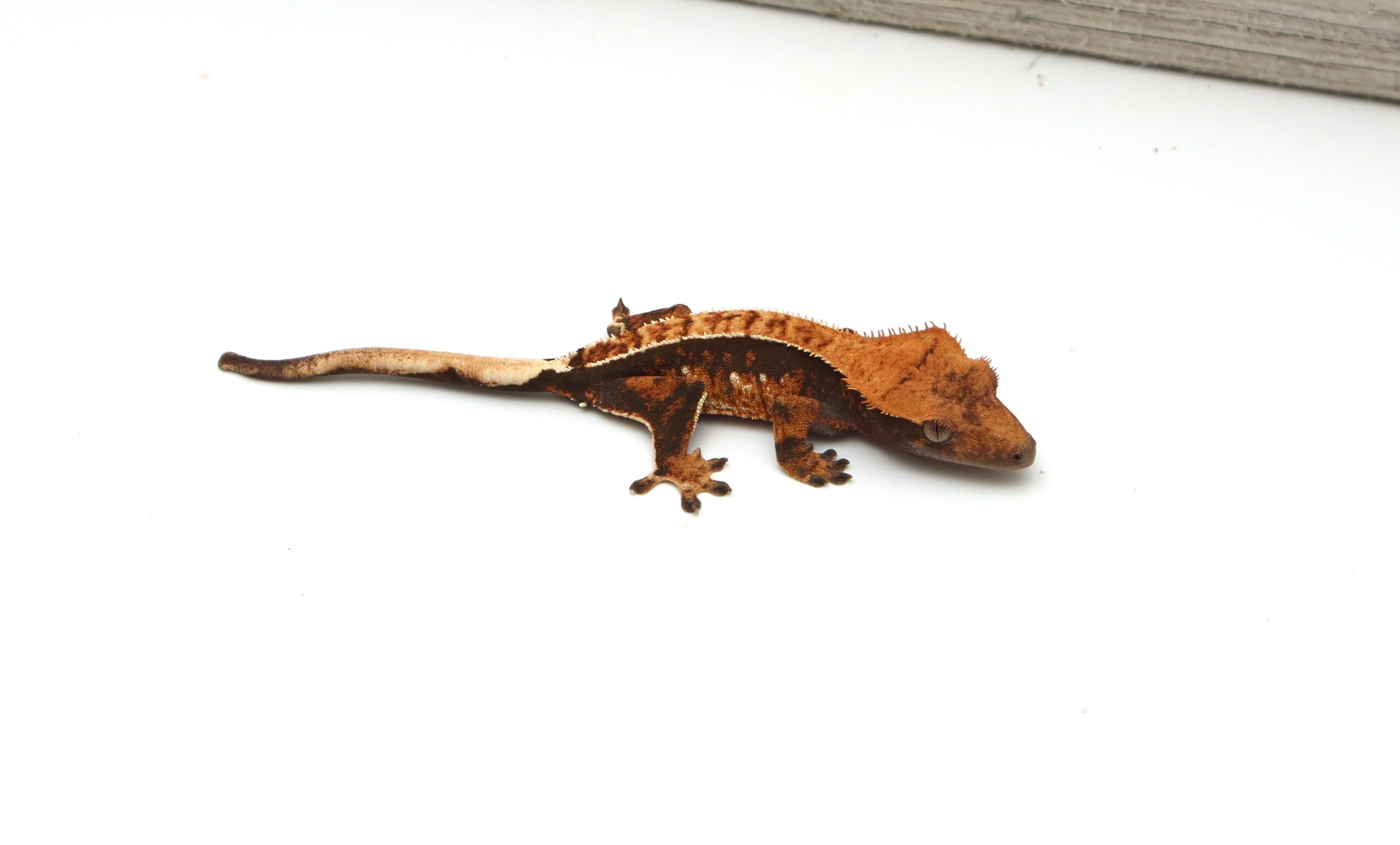 Dark Base Tangerine Harlequin Pinstripe (Probable Female)