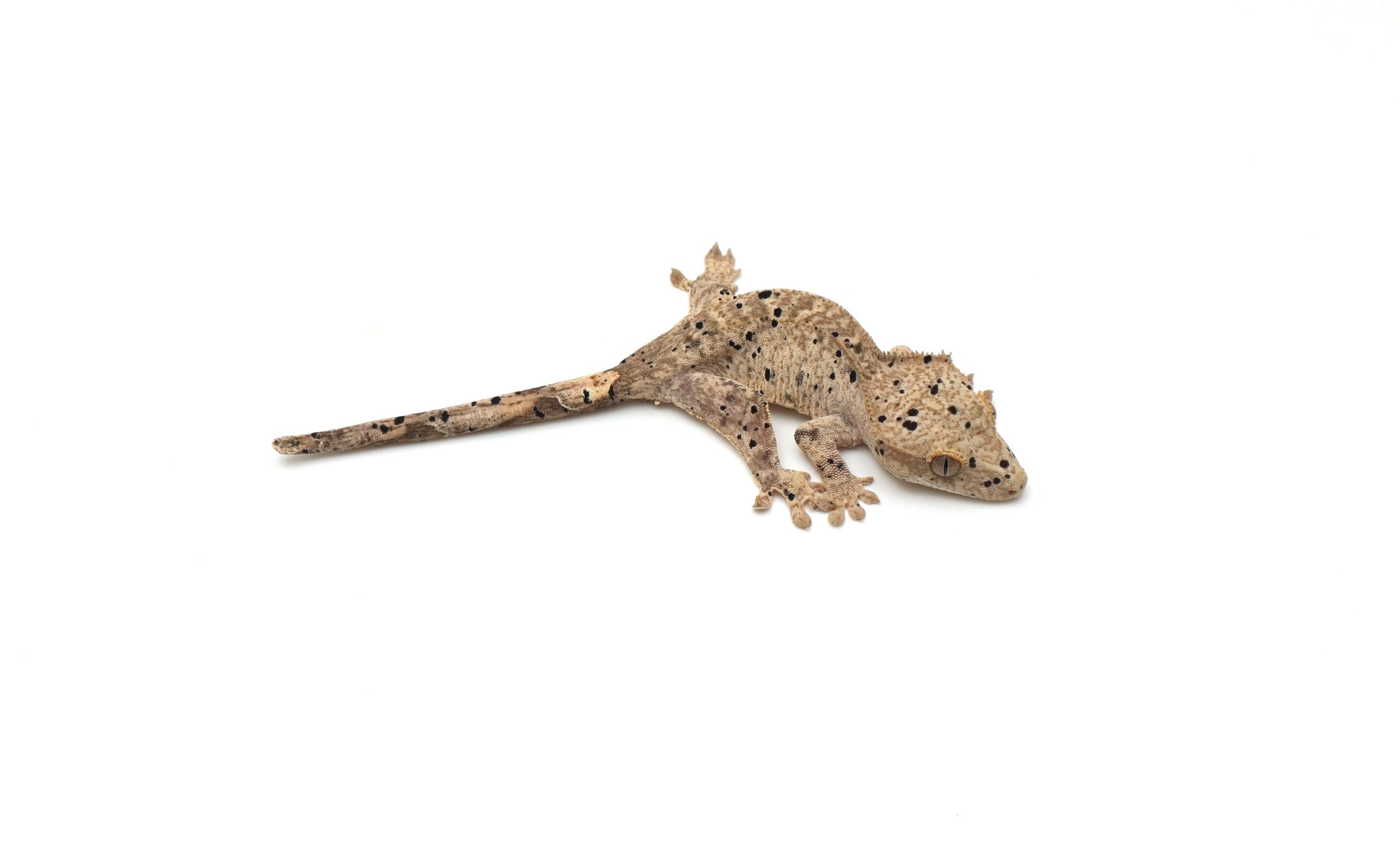 Pale Ink Spot Super Dalmatian (Probable Female)