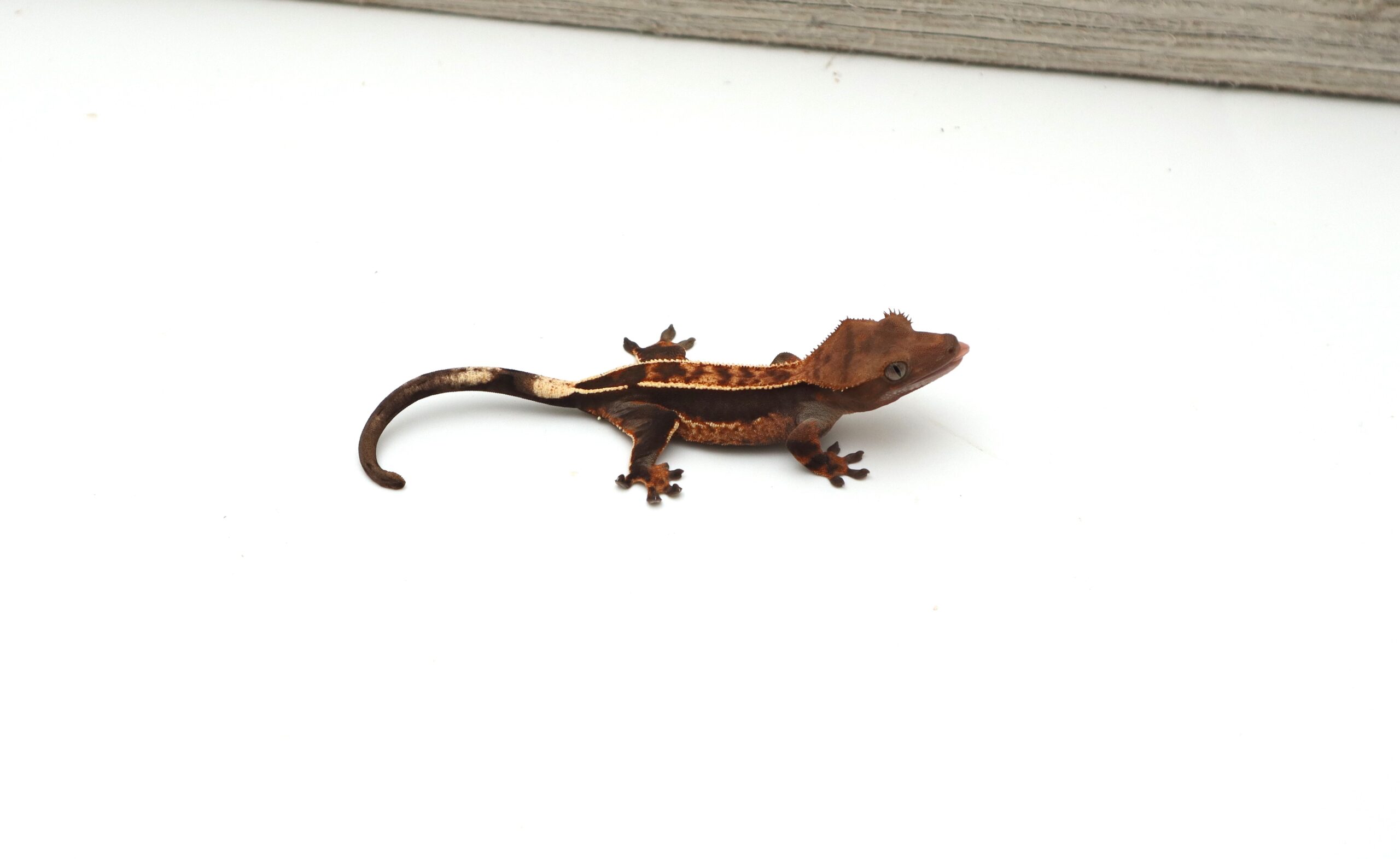 Dark Tangerine Empty Back (Probable Female)