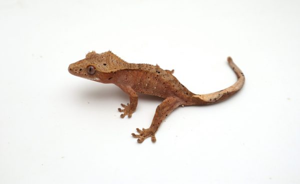 Red Spot Dalmatian (Probable Male)