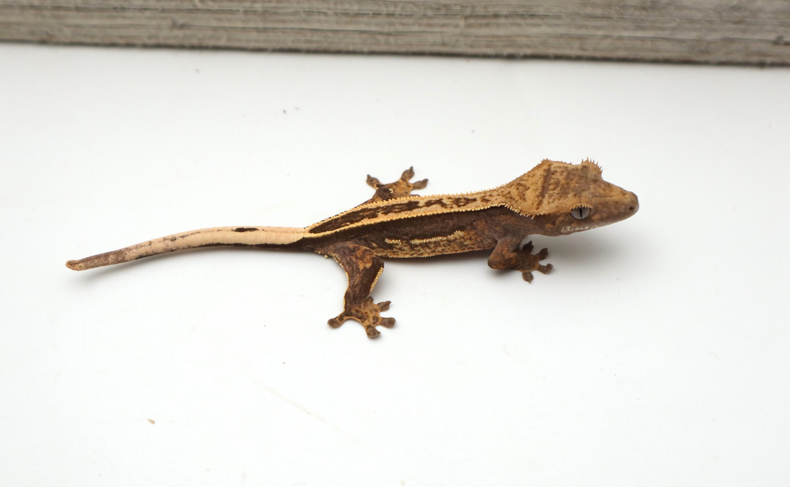 Dark Empty Back White Out Soft Scale (Probable Female)