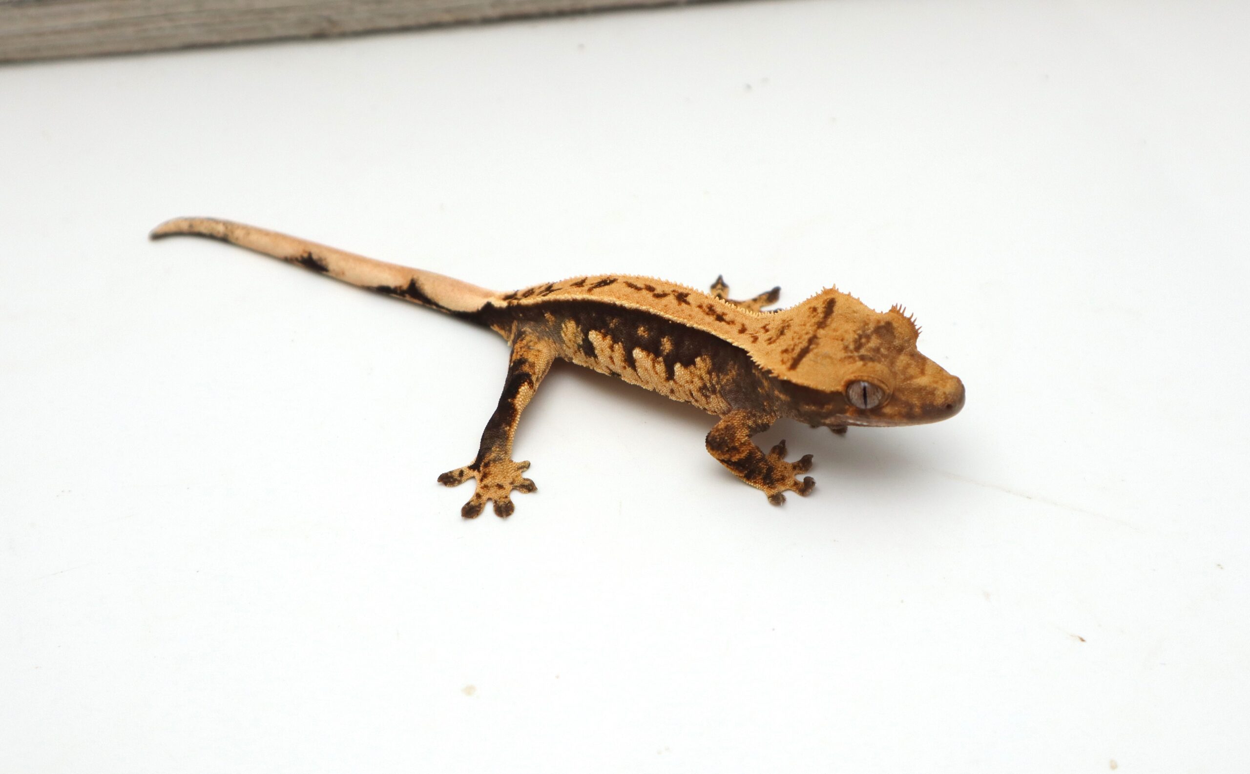 Tangerine Harlequin Pinstripe Soft Scale (Probable Female)