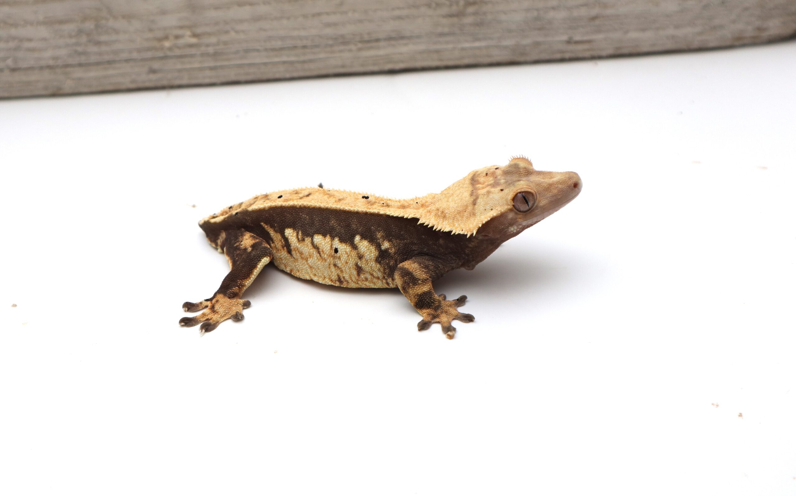 Cream Pinstripe White Wall Soft Scale (Adult Female)