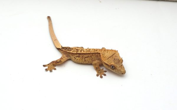 Tangerine Phantom (Female)