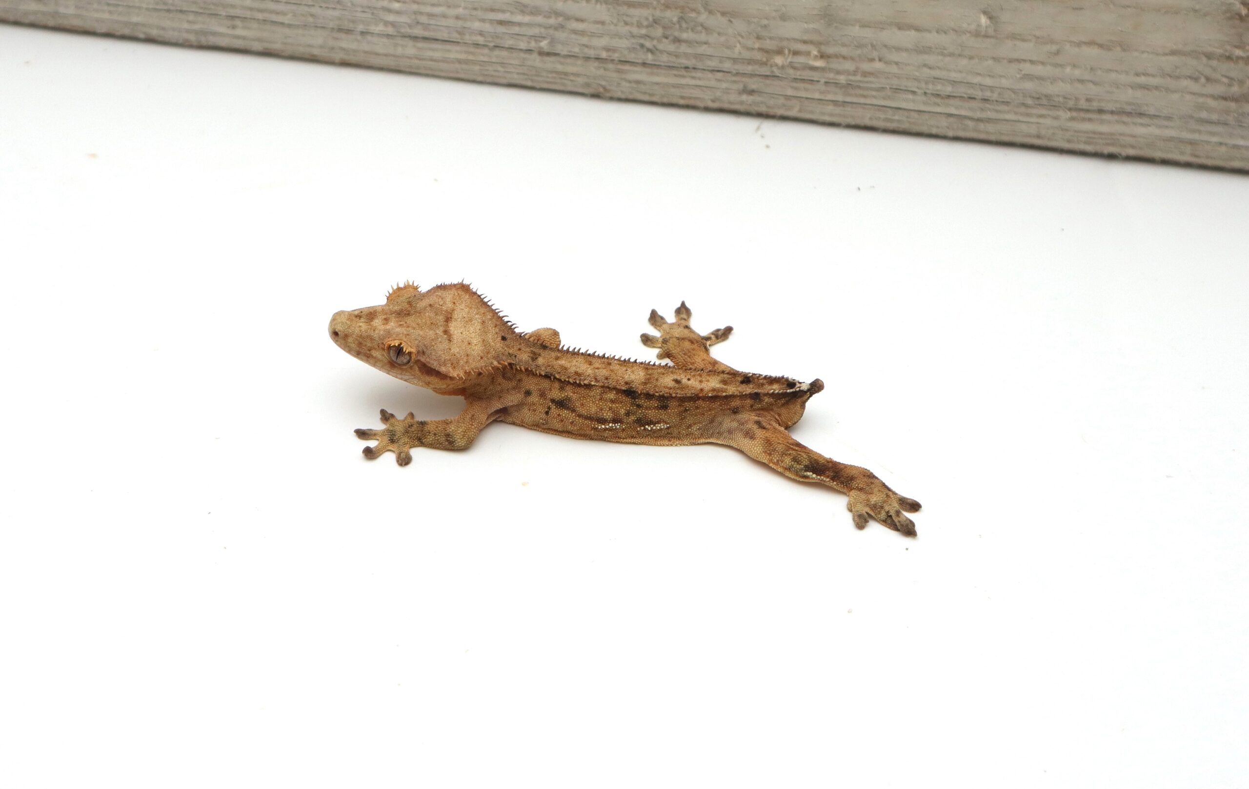 Yellow Phantom Pinstripe (Male)