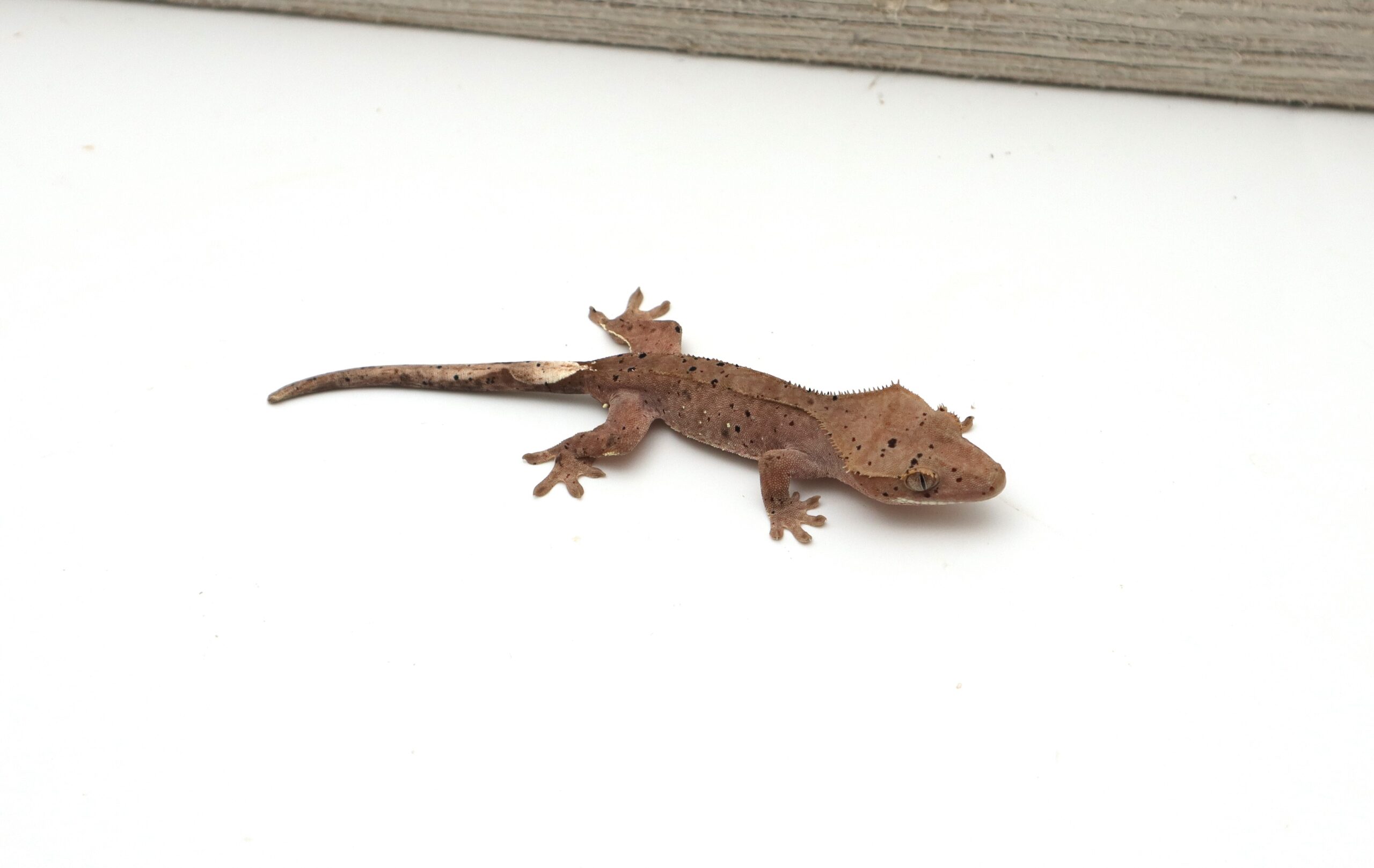 Red Spot Super Dalmatian (Probable Male)