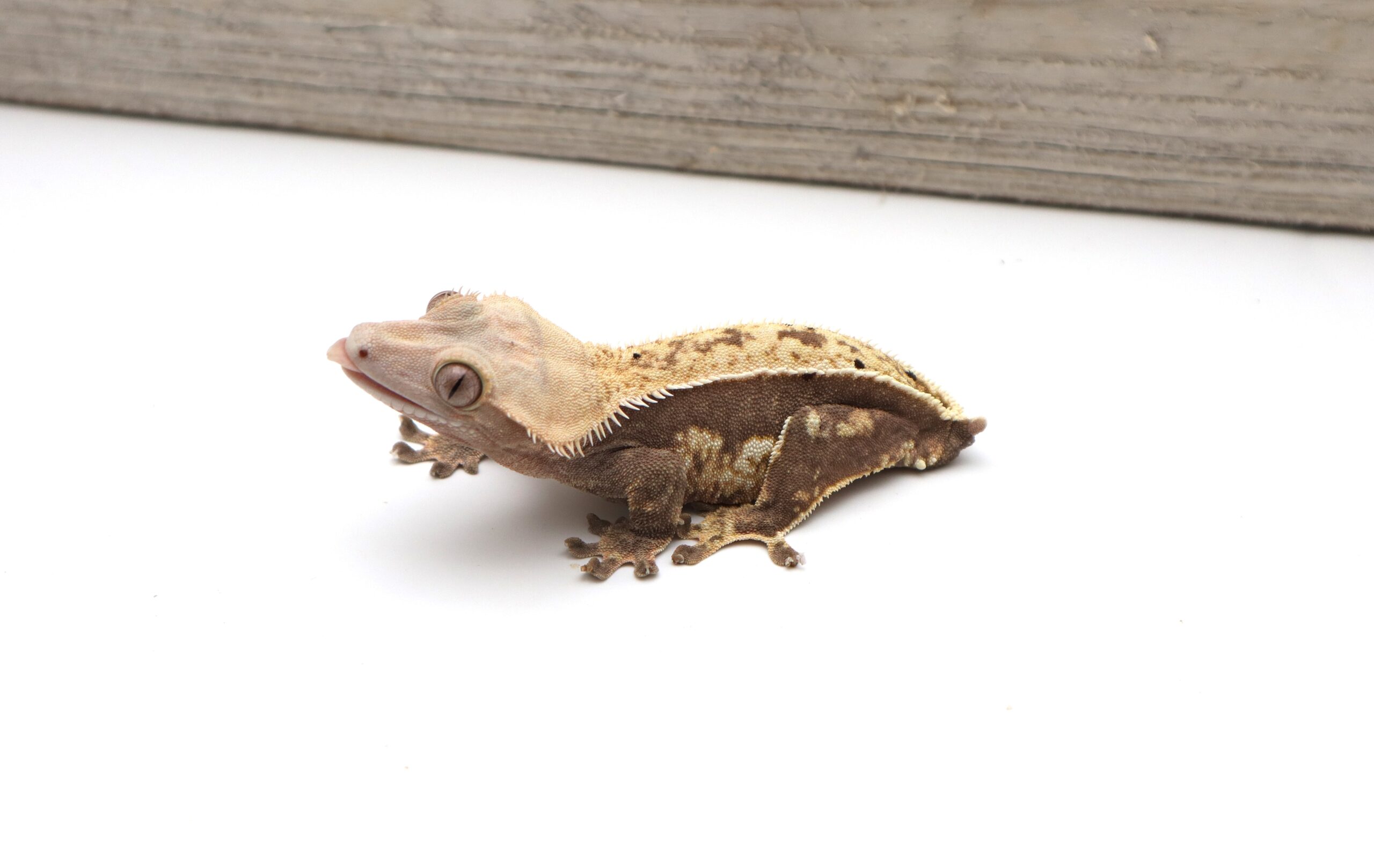Cream Pinstripe White Wall Soft Scale (Adult Female)