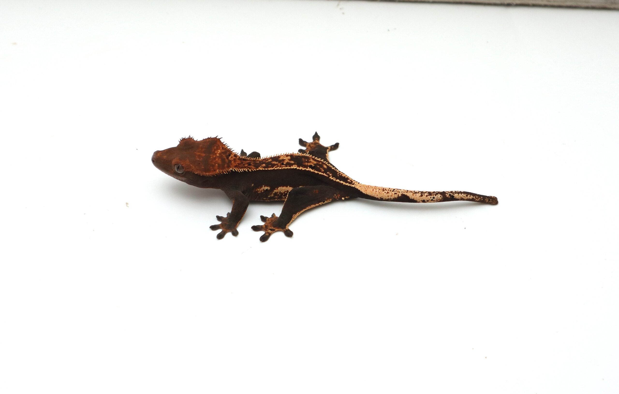 Black Base Tangerine Pinstripe White Out (Female)