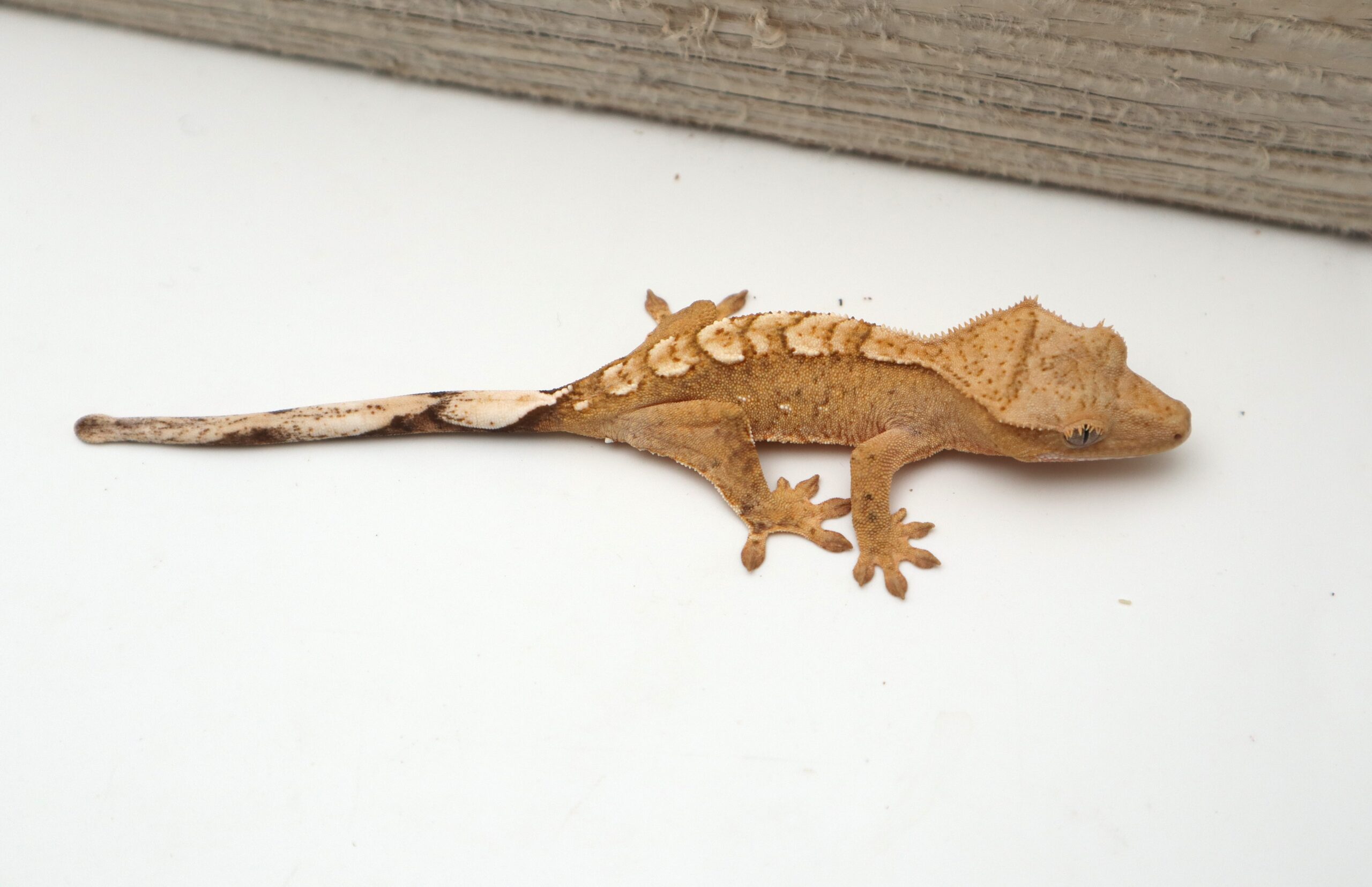 Yellow & Cream Flame Soft Scale 66% Poss Het Axanthic (Probable Male)